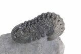 Big, Fat Morocops Trilobite - Ofaten, Morocco #359604-1